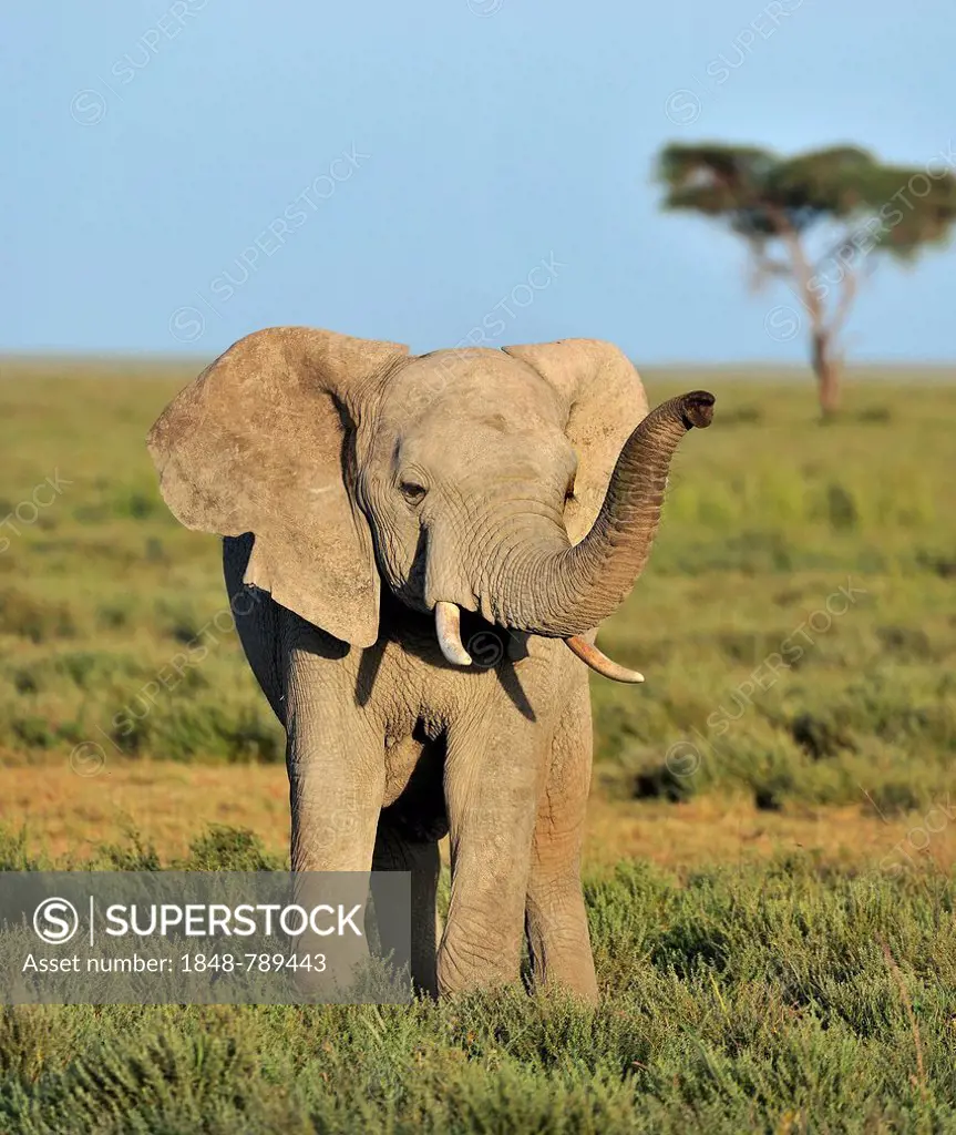 Young African Bush Elephant (Loxodonta africana) in the savannah landscape
