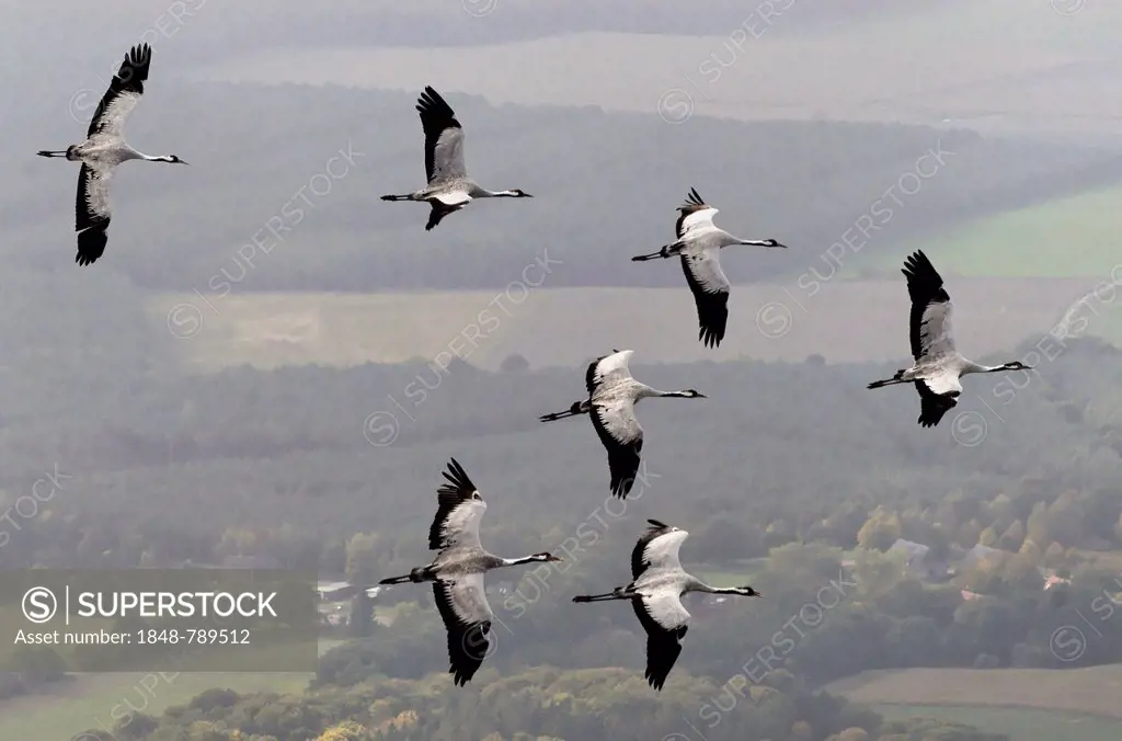 Aerial view, Cranes (Grus grus) in flight