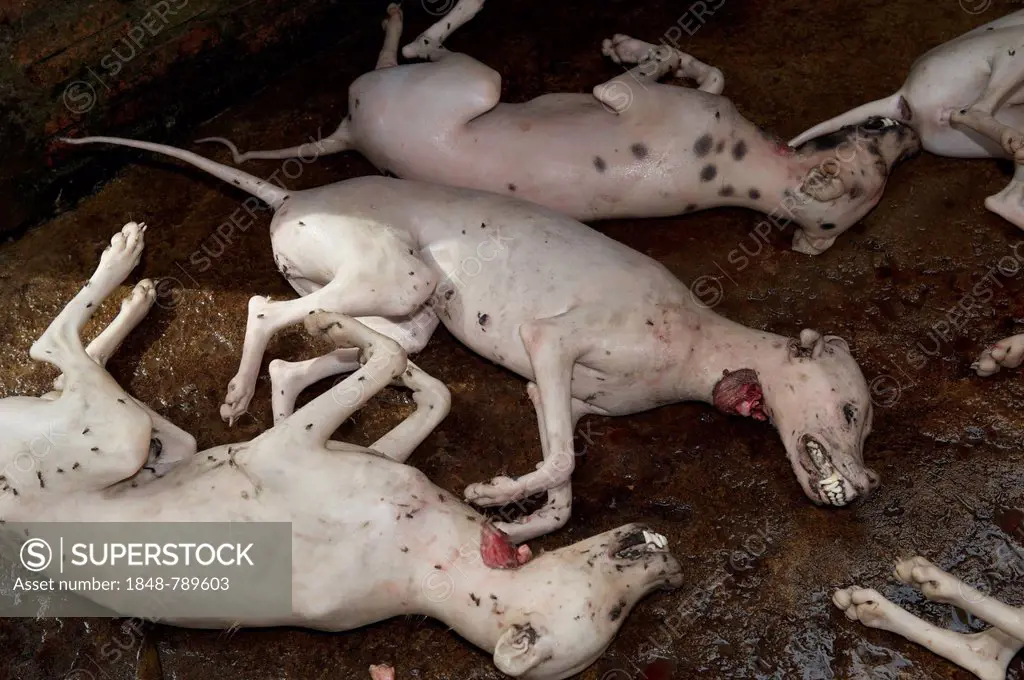 Slaughtered and hairless dogs