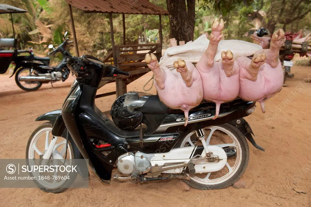 Pigs being transported to the market on a moped