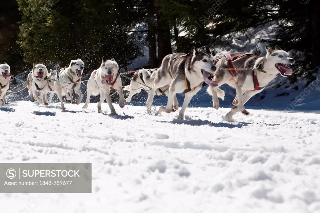 Dog sled or dog sledge, sledge dogs running through a forest, in winter