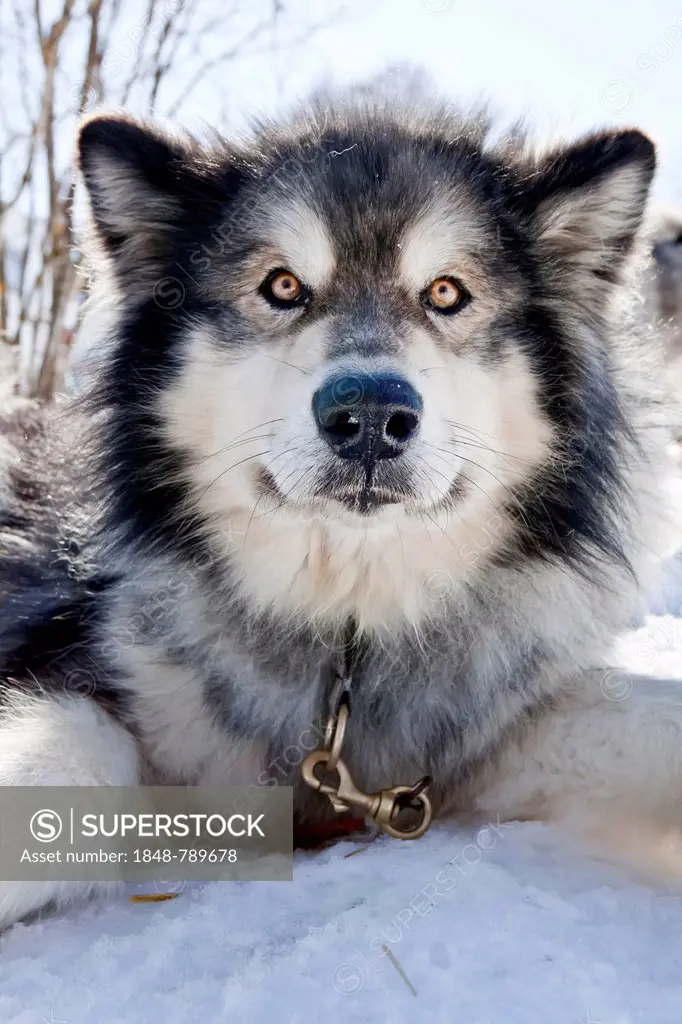 Sledge dog, Alaskan Malamute, portrait