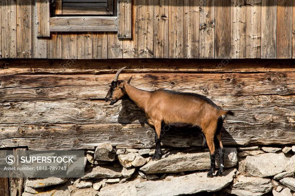 Goat beside a wooden house