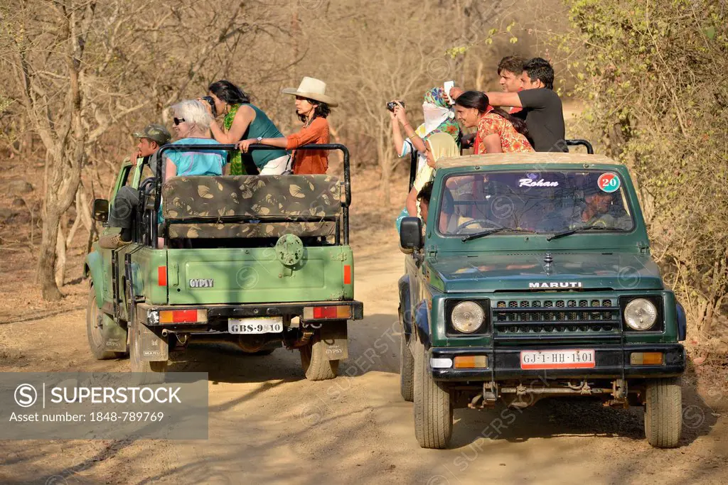 Tourists on safari vehicles
