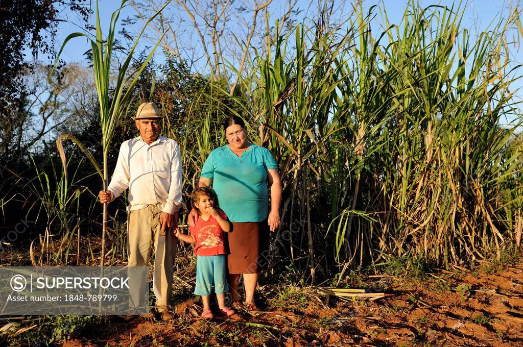 Peasant farmers, man, 70, woman, 47, and granddaughter, 3, in front of a sugarcane plantation