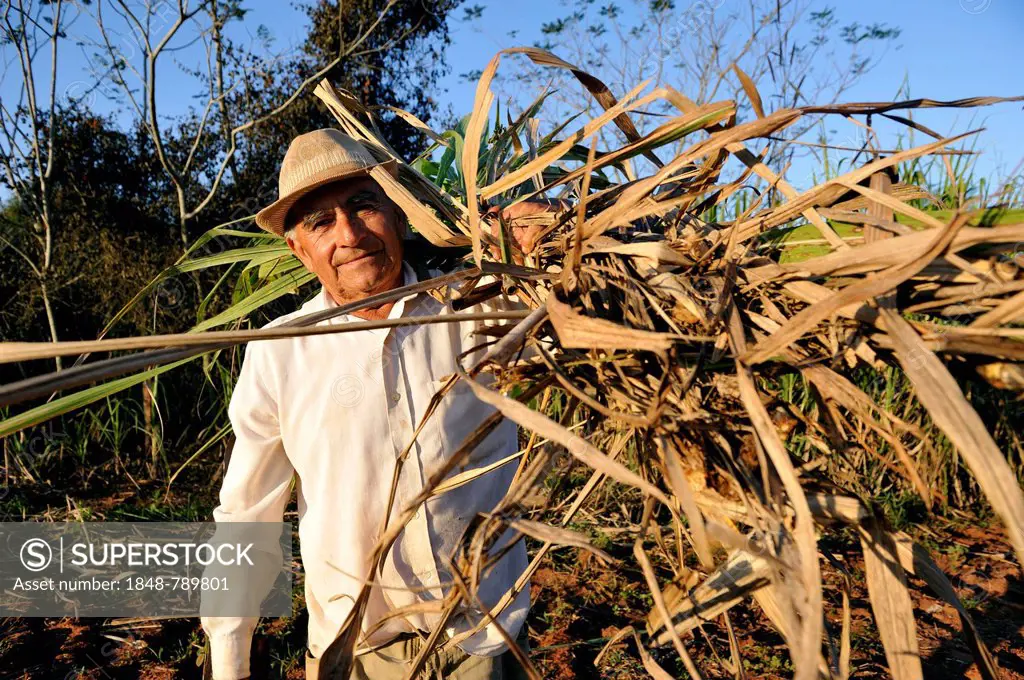 Peasant farmer, 70, with sugar cane, cattle feed