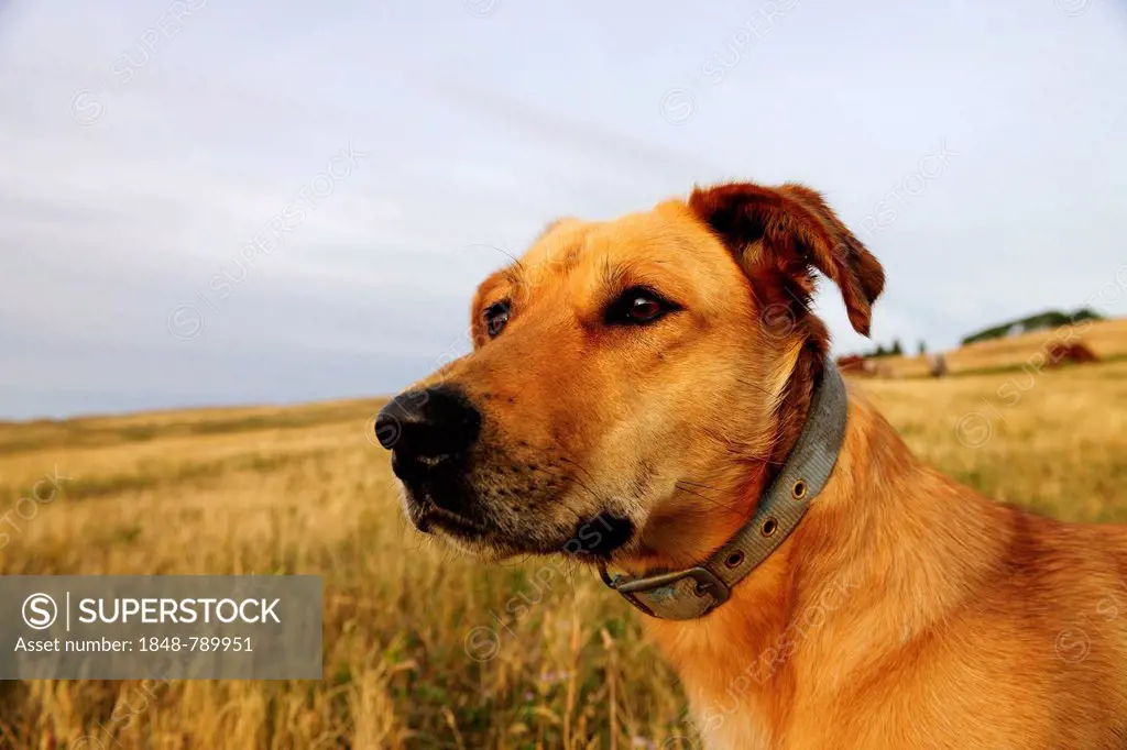 Dog portrait, dog guarding cattle on the prairie