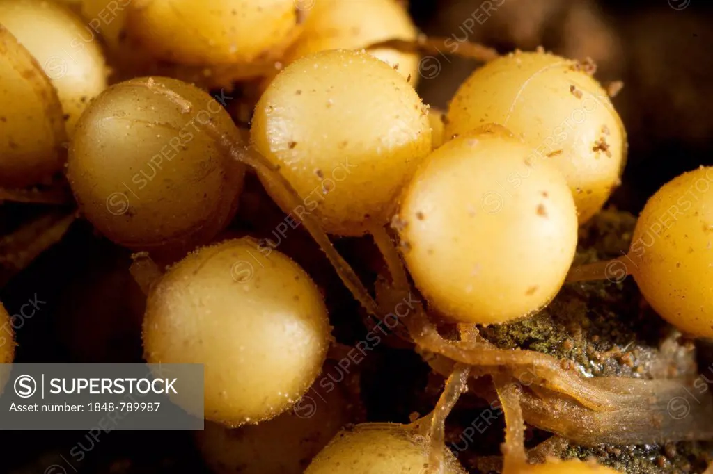 Common Midwife Toad (Alytes obstetricans), fresh mass of eggs, detail