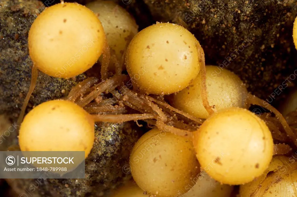 Common Midwife Toad (Alytes obstetricans), fresh mass of eggs, detail
