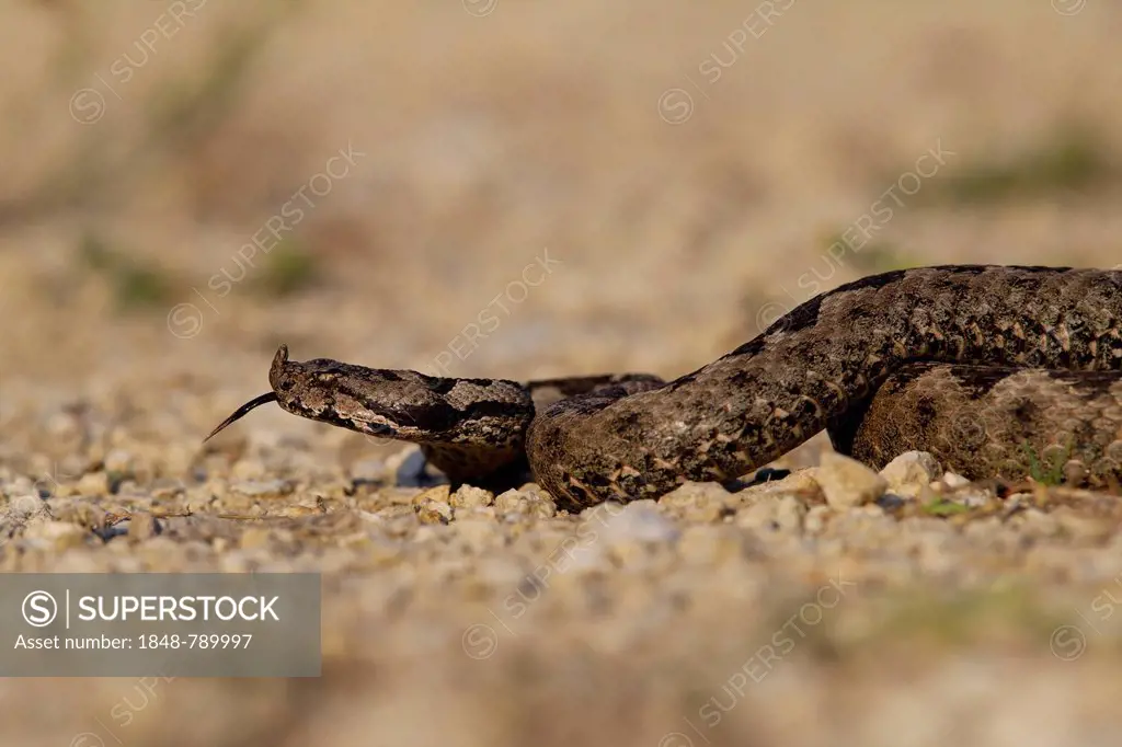 Horned Viper, Long-nosed Viper or Common Sand Adder (Vipera ammodytes), extending its tongue