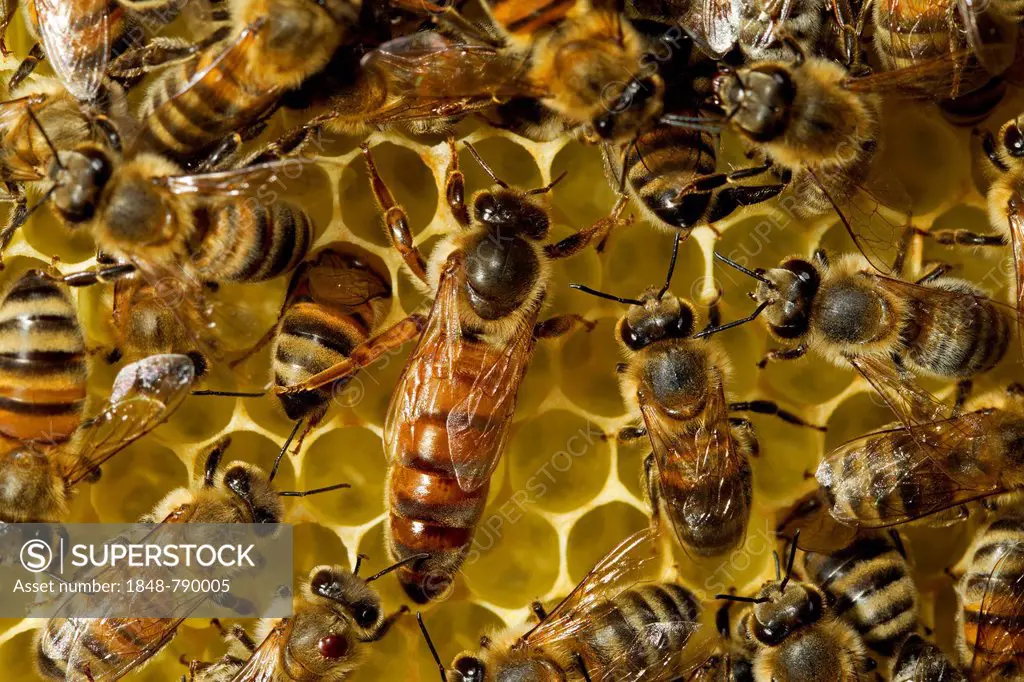 Western Honey Bees (Apis mellifera), queen on honeycomb surrounded by workers