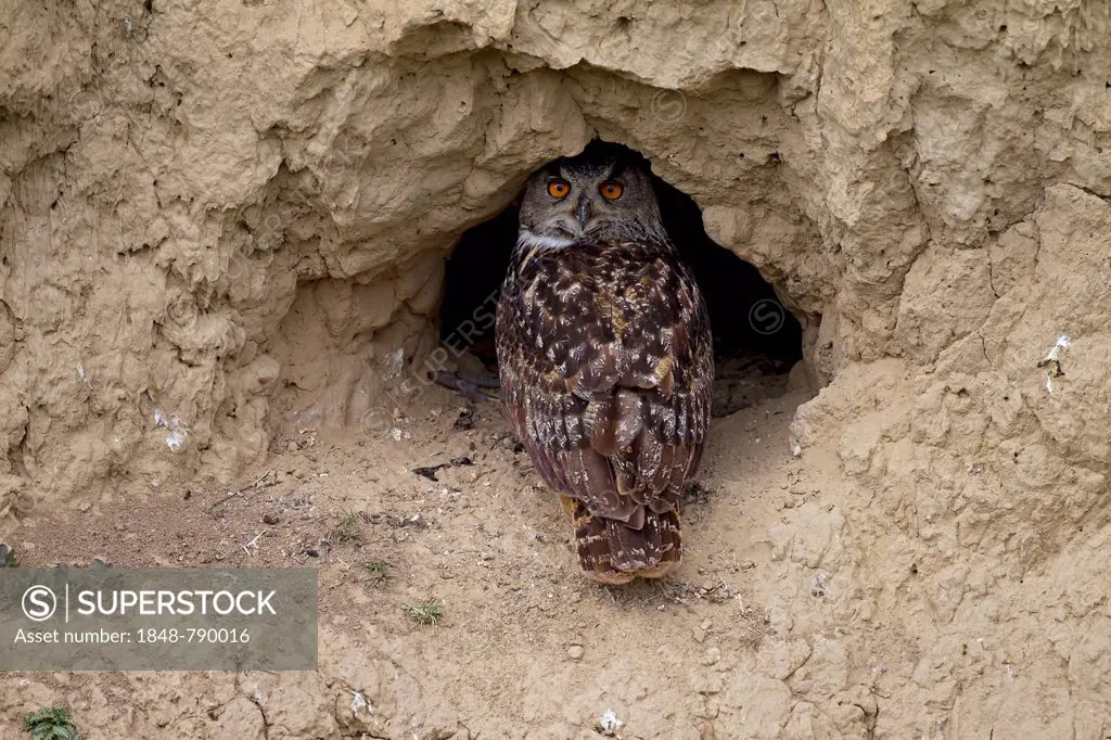 Eagle Owl (Bubo bubo), adult bird at its breeding ground in a mud wall