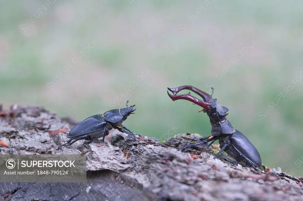 Stag Beetles (Lucanus cervus)