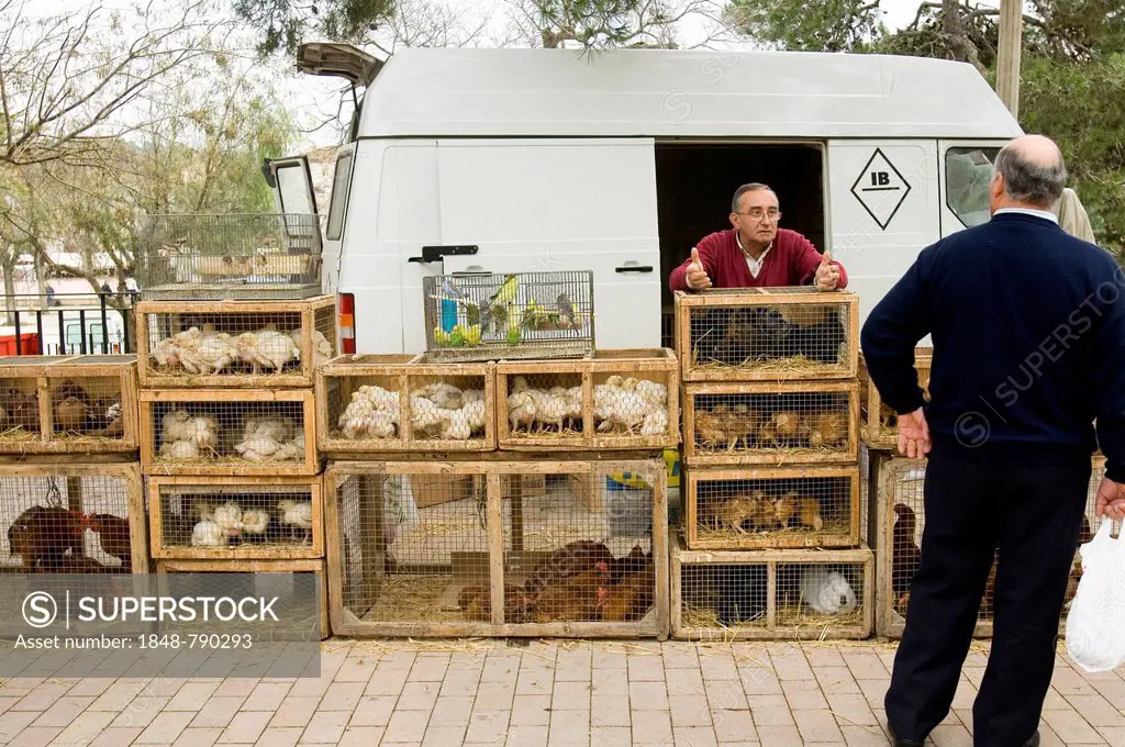 Poultry sold at the farmer's market in Sineu, Majorca, Balearic Islands, Spain