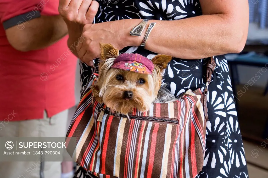 Head of a small lap-dog looking out of the handbag of a woman, Ploumanach, Bretagne, France, Europe