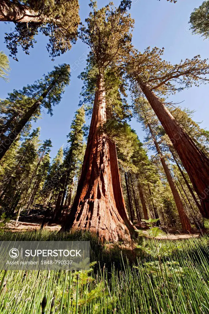 Giant Sequoia or Sierra Redwood (Sequoiadendron giganteum) in Mariposa Grove