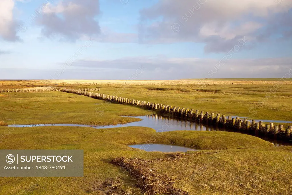 Salt marshes in the Schleswig-Holstein Wadden Sea National Park, UNESCO World Heritage Site