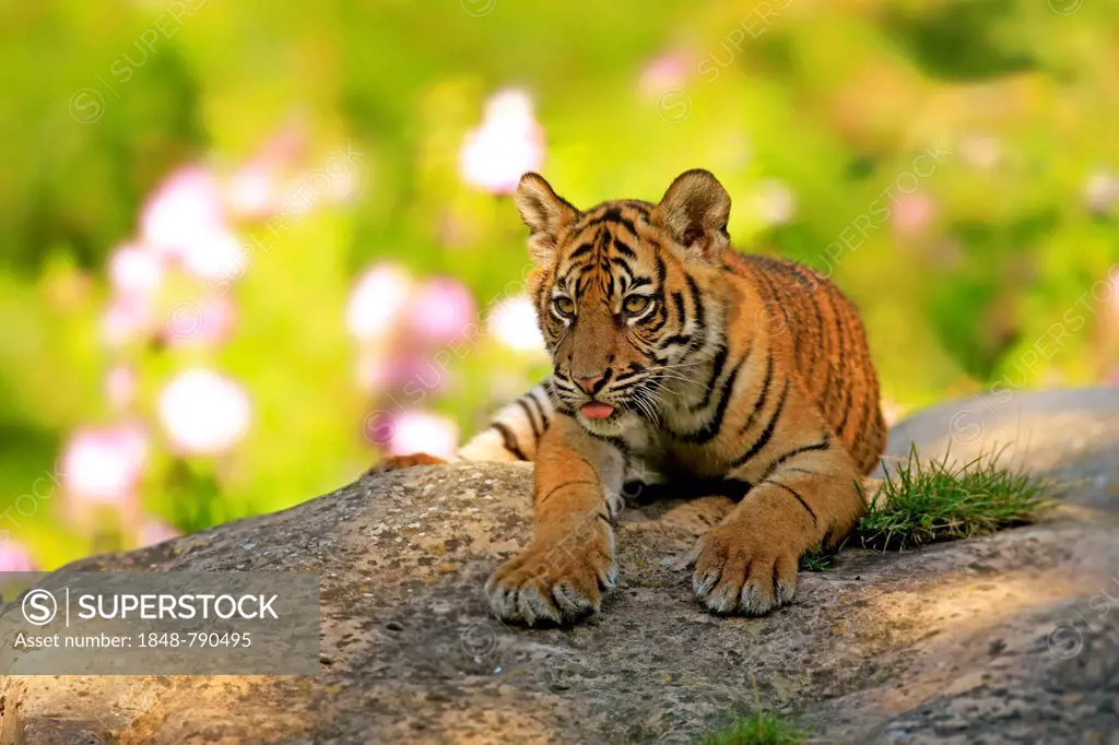 Sumatran Tiger (Panthera tigris sumatrae), cub, native to Asia, captive