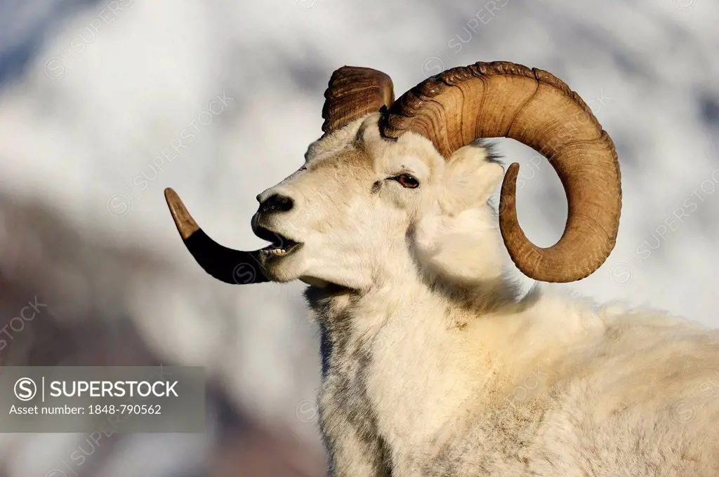 Dall Sheep (Ovis dalli dalli), portrait
