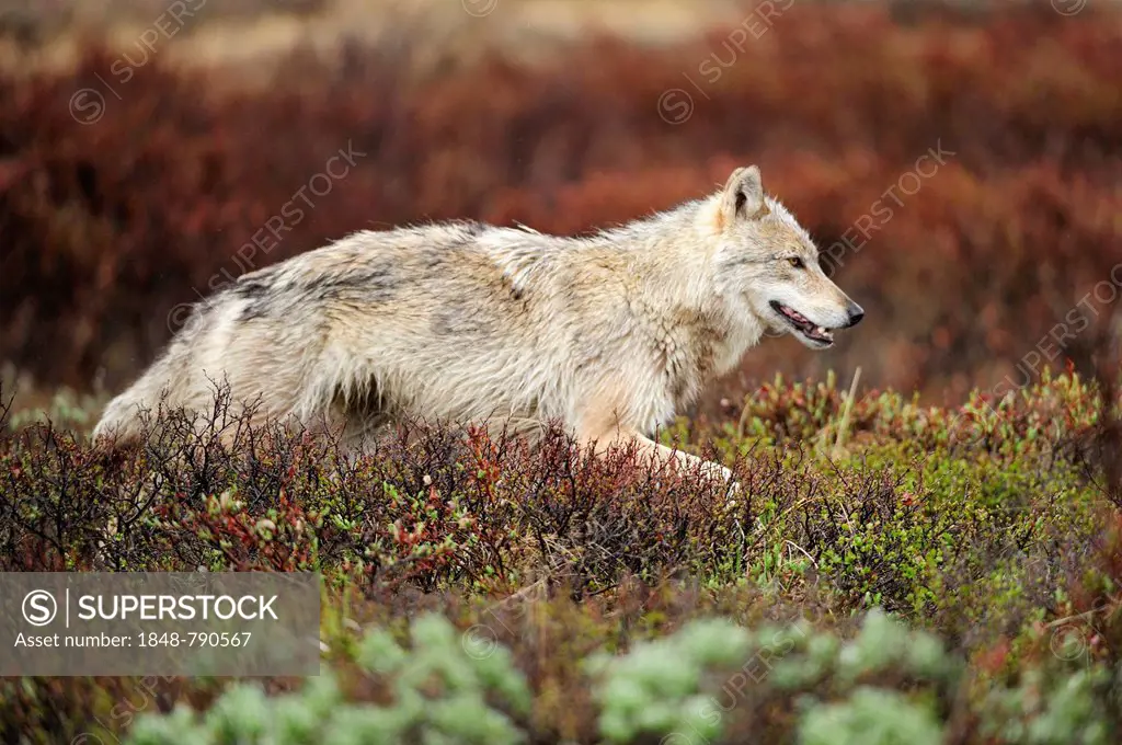 Wolf (Canis lupus) prowling the Arctic tundra