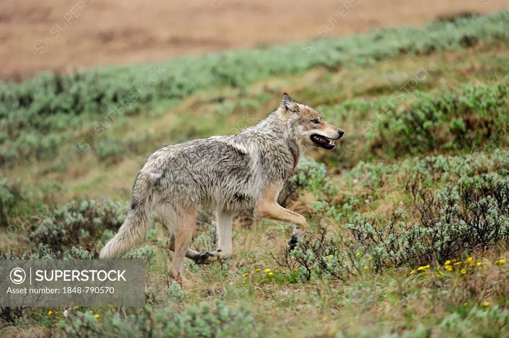 Wolf (Canis lupus) prowling through the Arctic tundra