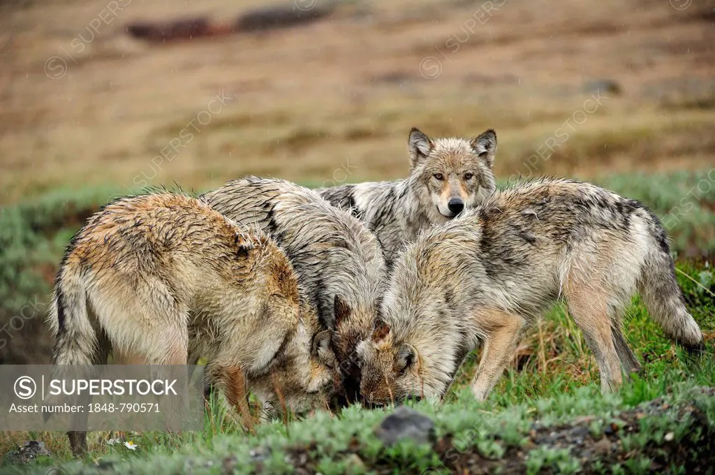 Pack of Wolves (Canis lupus) in the Arctic tundra