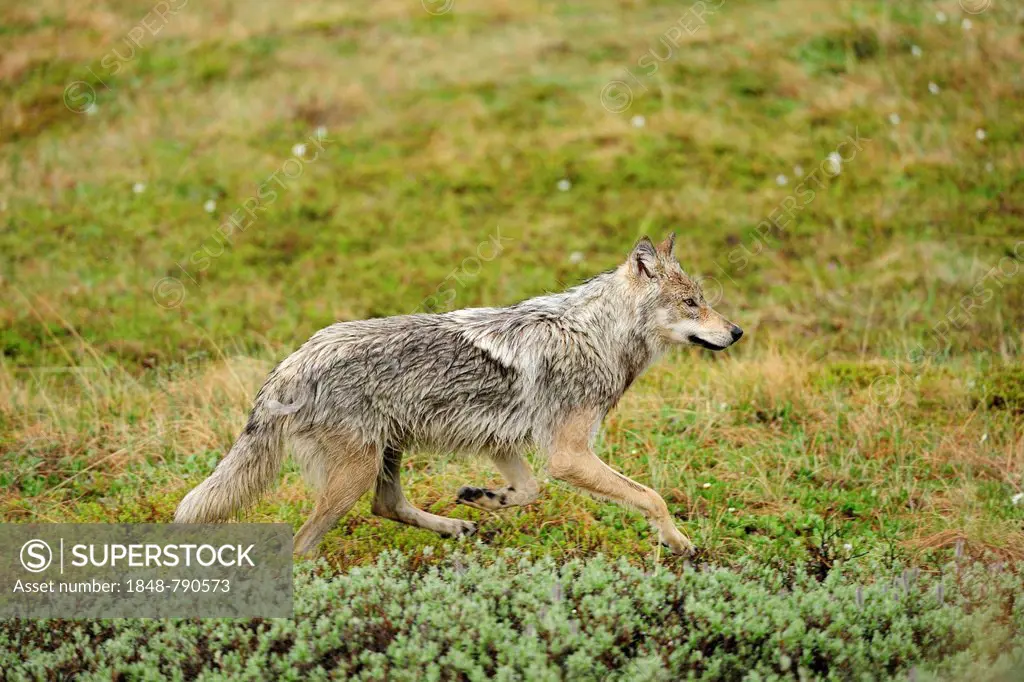 Wolf (Canis lupus) prowling through the Arctic tundra