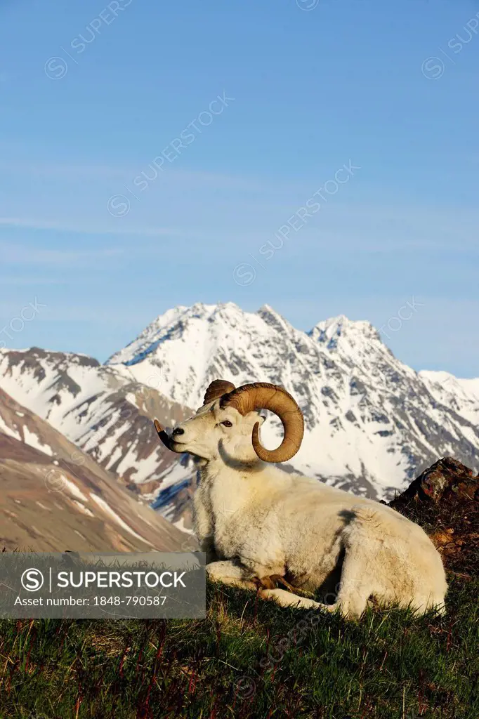 Dall Sheep (Ovis dalli dalli) in the Arctic tundra in front of the Alaska Range
