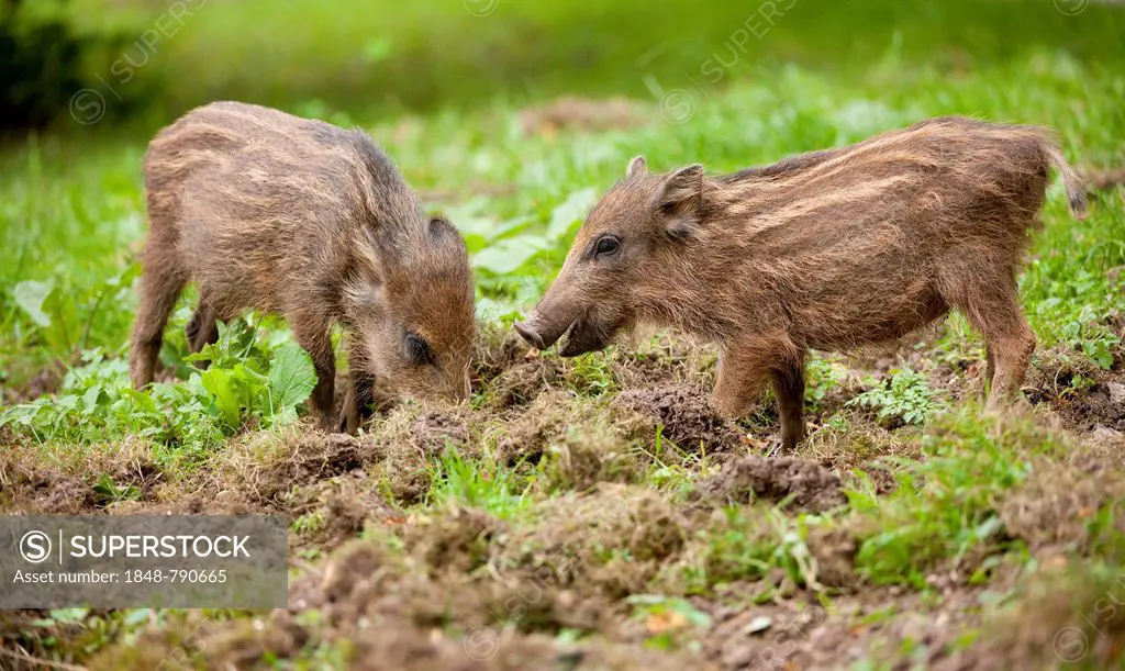 Wild Boar (Sus scrofa), piglets foraging for food, captive