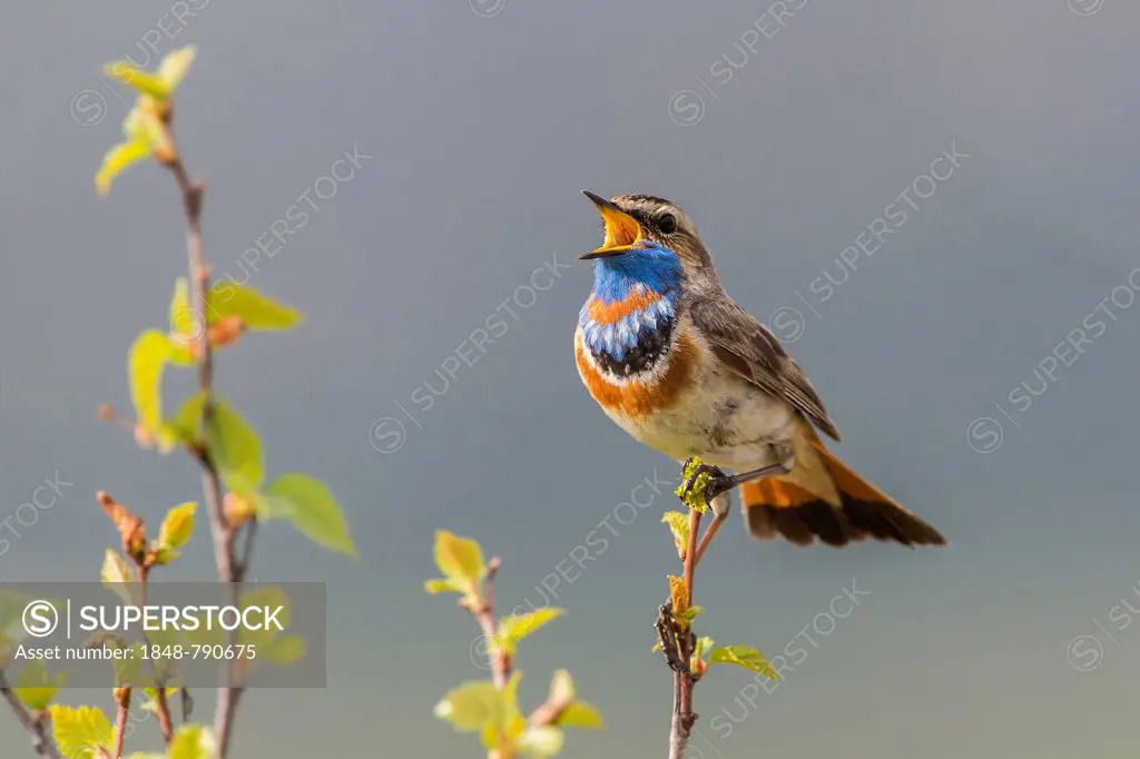 Bluethroat (Luscinia svecica svecica), singing male
