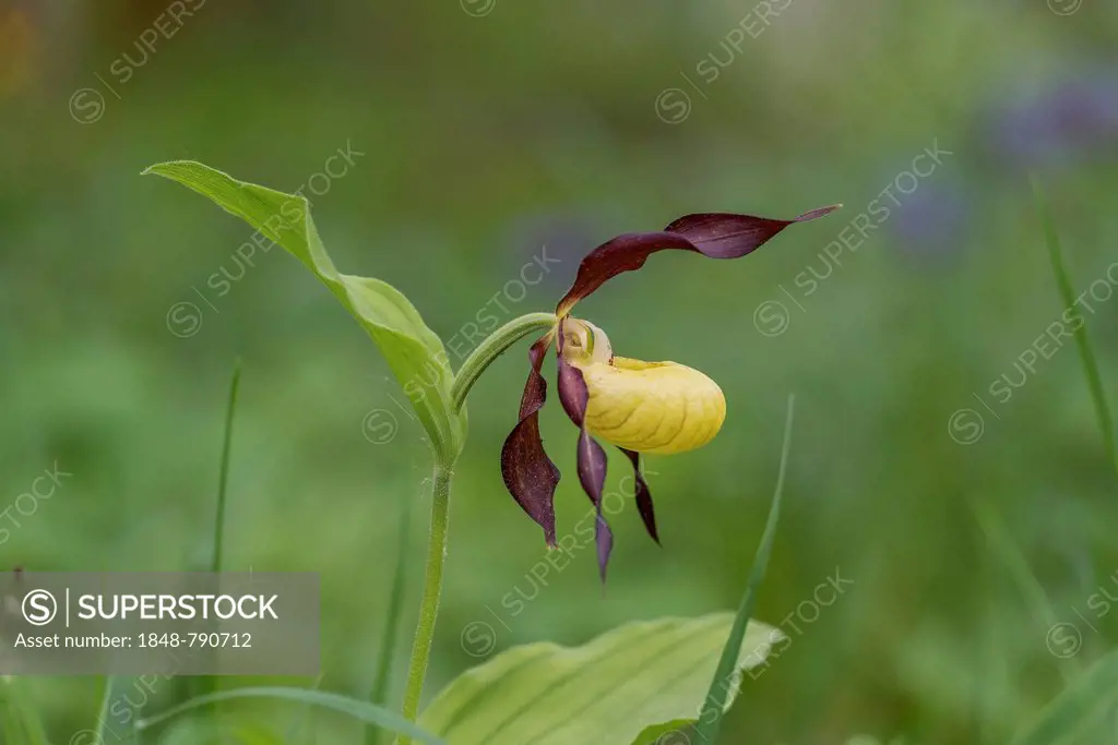 Lady's Slipper Orchid (Cypripedium calceolus), flower