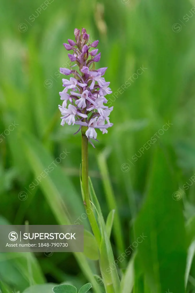 Fragrant Orchid (Gymnadenia conopsea), flowering
