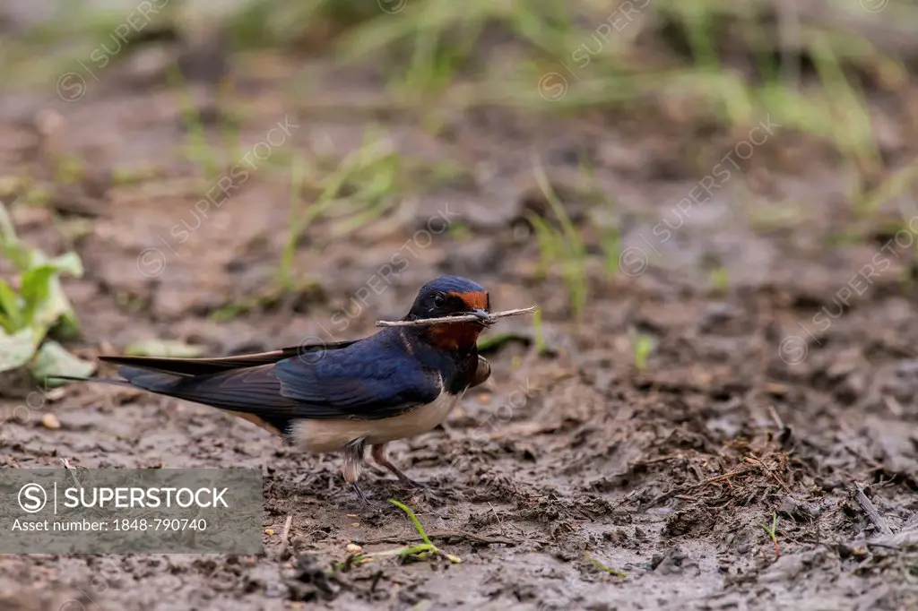 Barn Swallow (Hirundo rustica) collecting nesting material