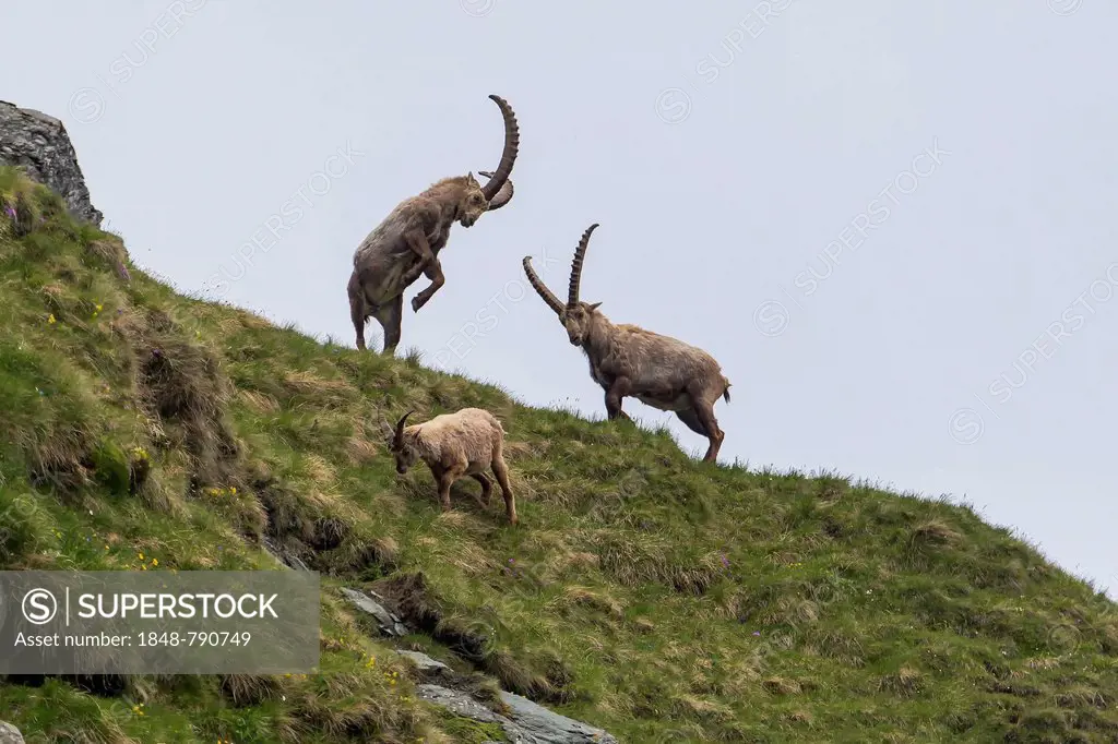 Alpine Ibexes (Capra ibex), bucks