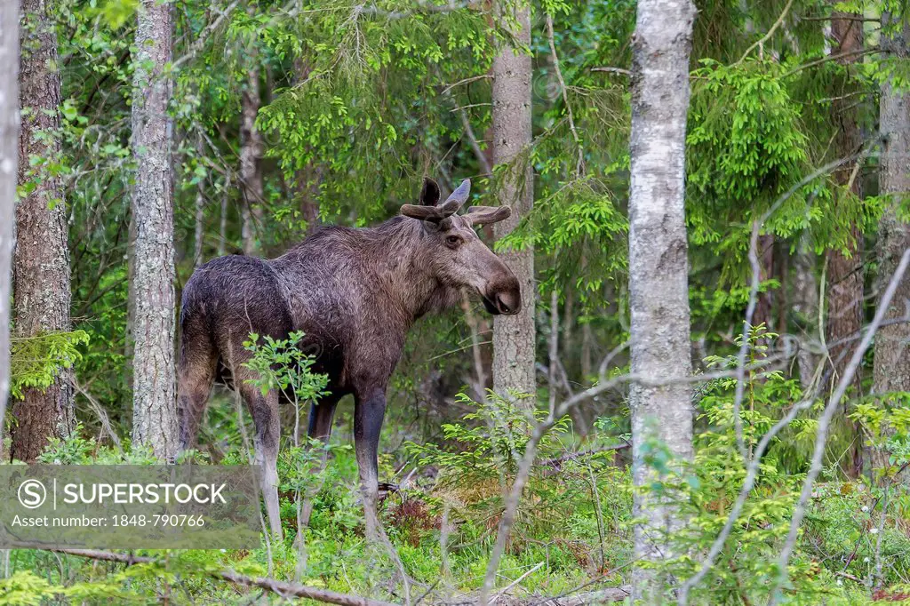 Eurasian elk (Alces alces)