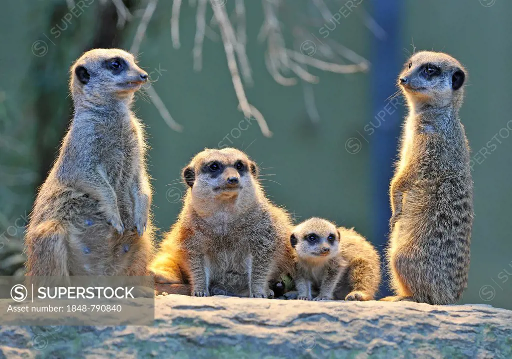 Meerkat or Suricate (Suricata suricatta), pups with adults, occurrence in Africa, captive