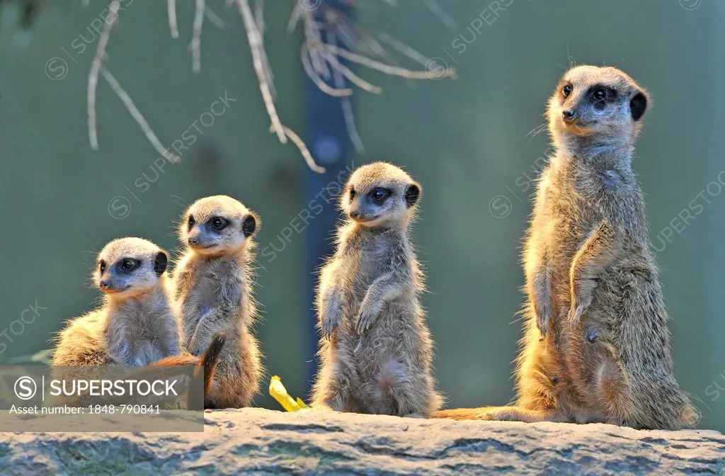 Meerkat or Suricate (Suricata suricatta), pups with adult, occurrence in Africa, captive