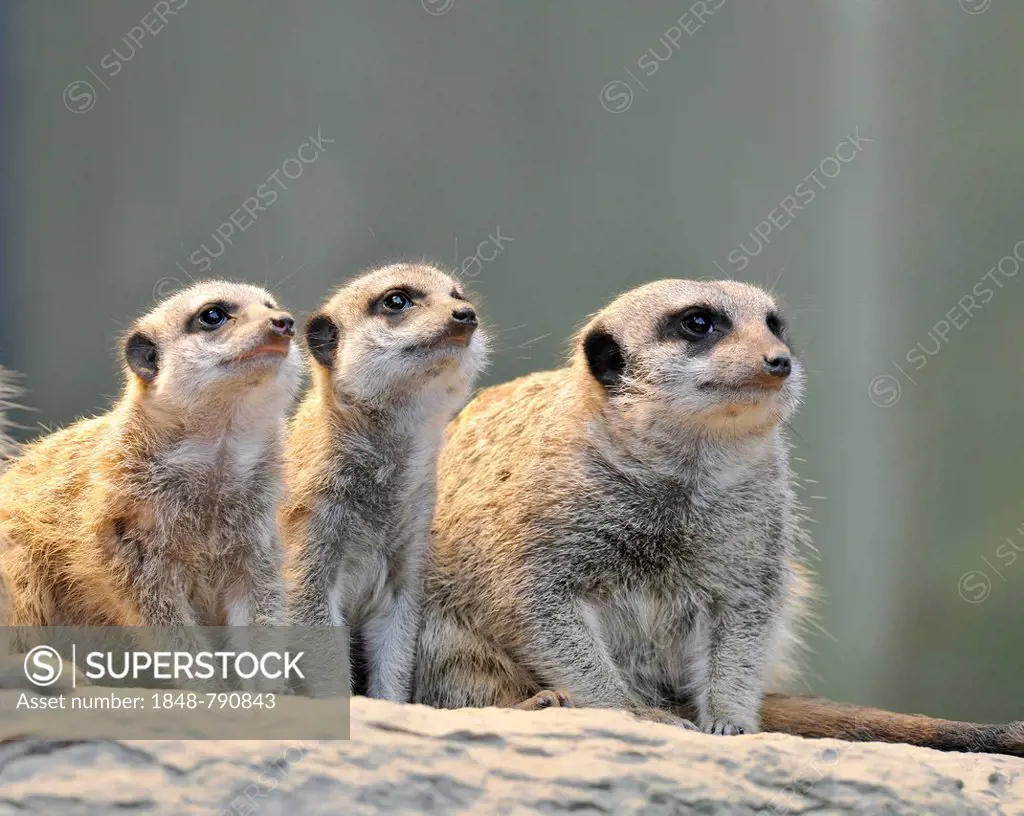 Meerkat or Suricate (Suricata suricatta), pups and adult, occurrence in Africa, captive