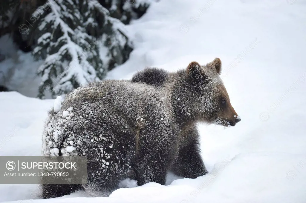 Brown Bear (Ursus arctos), cub, struggling through the snow