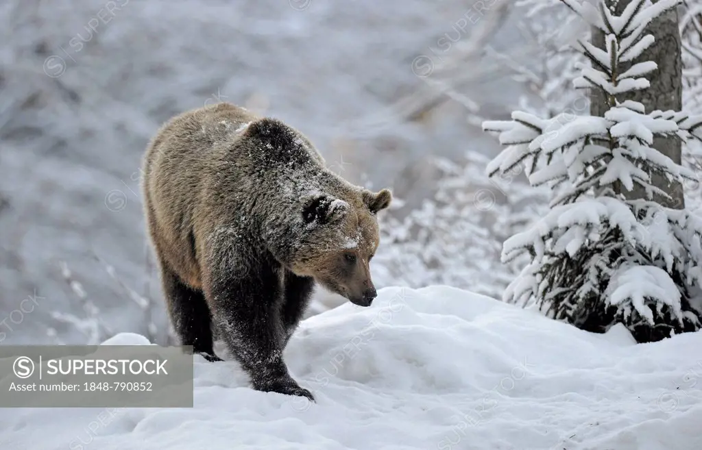 Brown Bear (Ursus arctos), adult in the snow