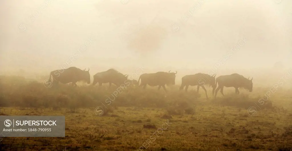 Blue Wildebeest (Connochaetes taurinus) in the morning mist