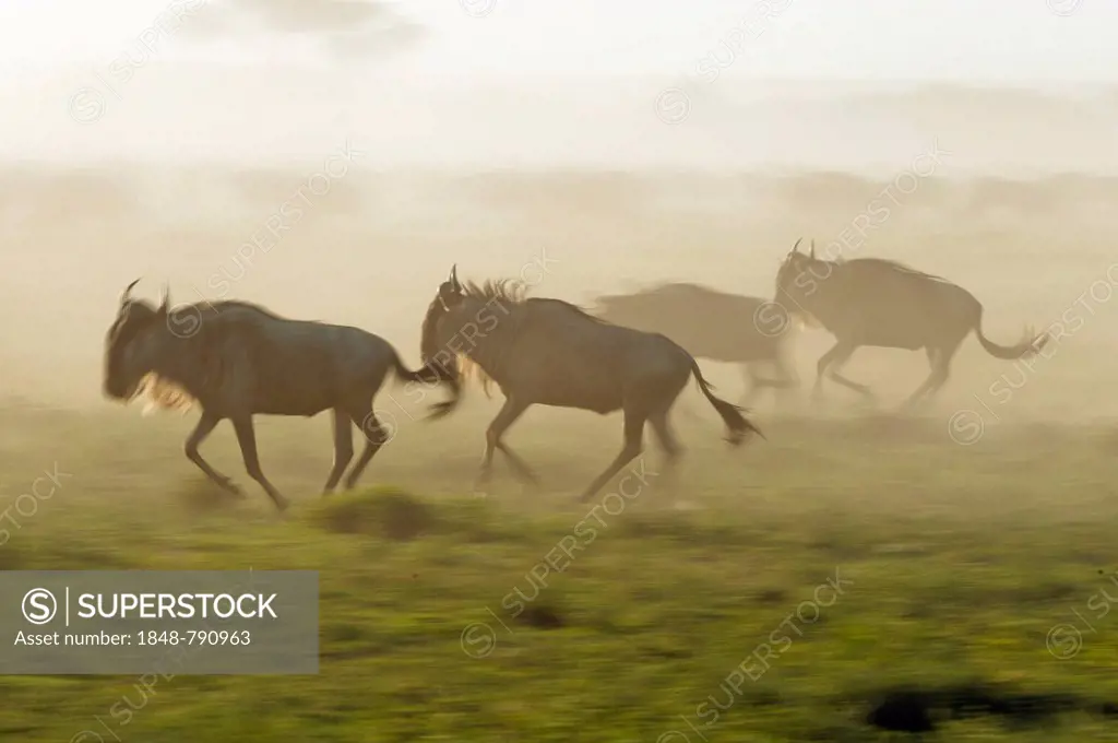 Whirling dust from Blue Wildebeest (Connochaetes taurinus) running in the evening haze