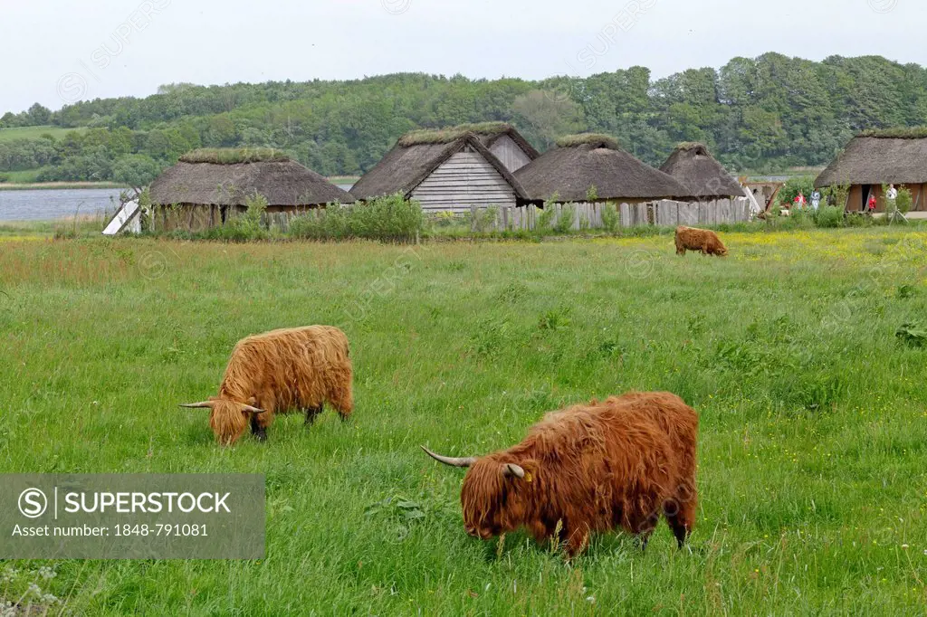 Scottish Highland Cattle grazing on a pasture in front of Viking houses in Hedeby Viking Museum