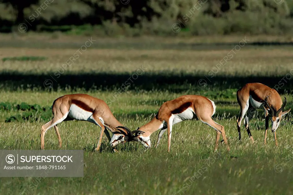 Springboks (Antidorcas marsupialis), fighting
