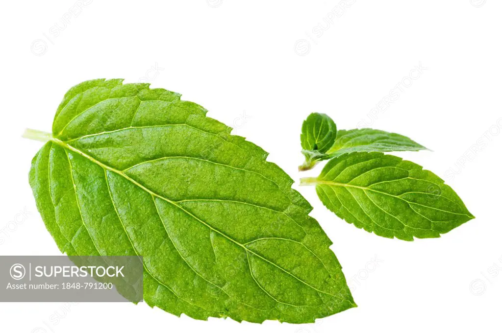 Peppermint (Mentha × piperita) leaves