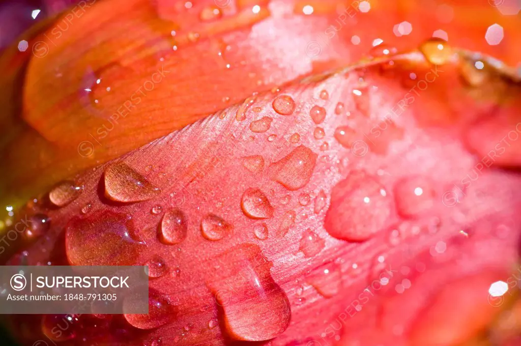 Detail of a tulip blossom, covered with water drops