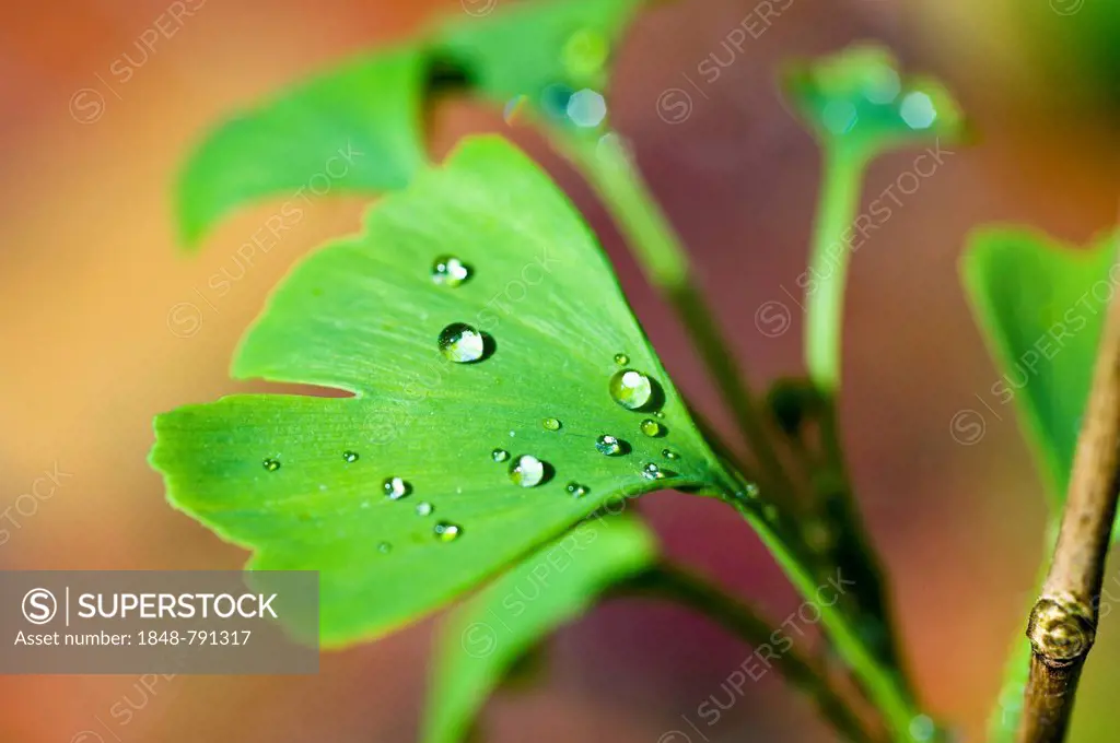 Ginkgo leaf (Ginkgo biloba), covered with water drops