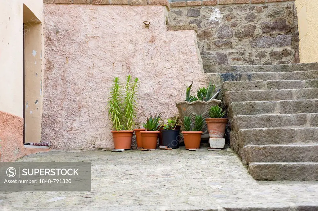 Plants in flower pots between walls in the historic centre, Castelsardo, Sardinia, Italy, Europe
