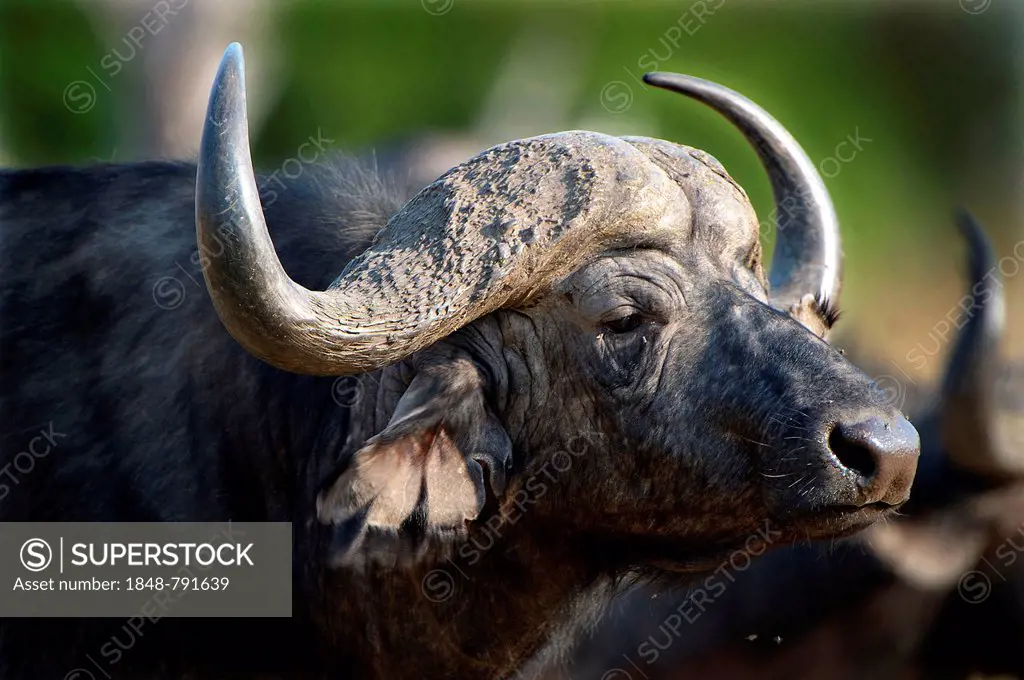Cape Buffalo (Syncerus caffer), portrait