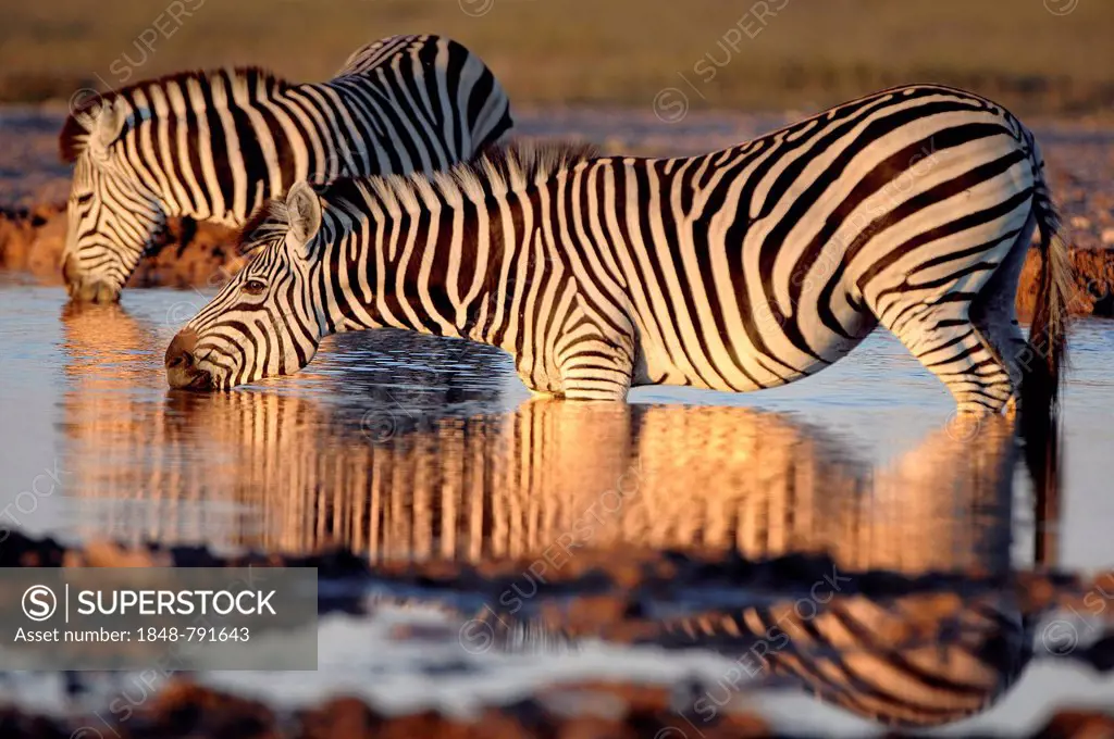 Burchell's Zebras (Equus quagga burchelli) drinking at a waterhole